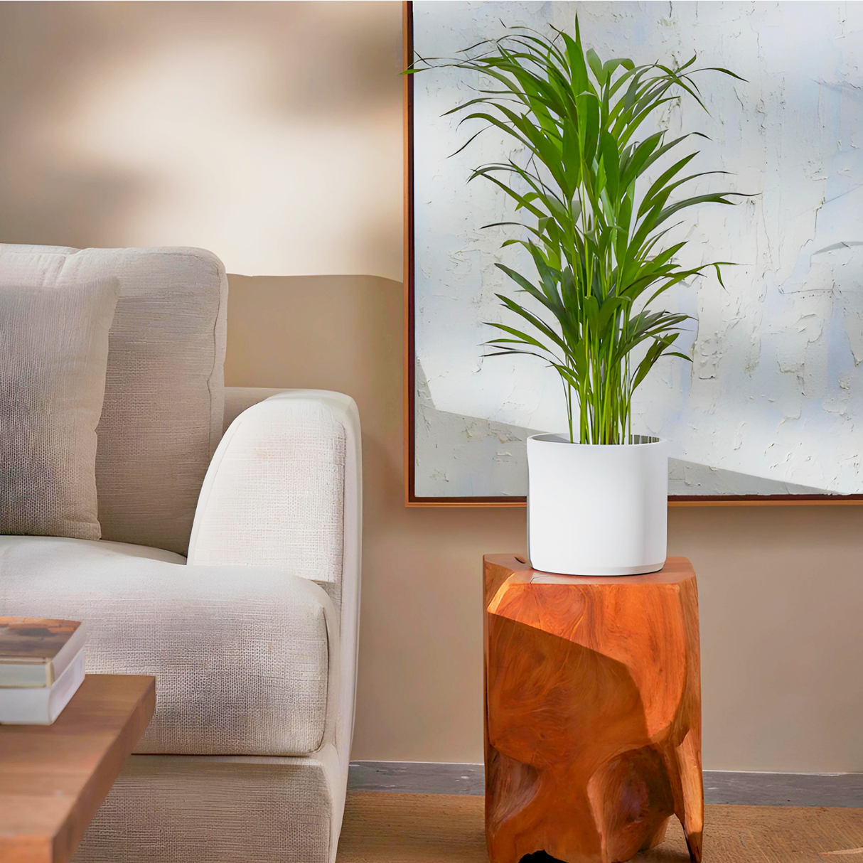 Chrysalidocarpus lutescens or Areca Palm Holland