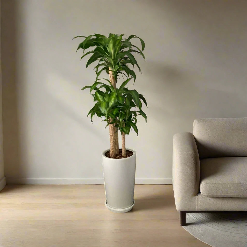 Dracaena fragrans "Massangeana"