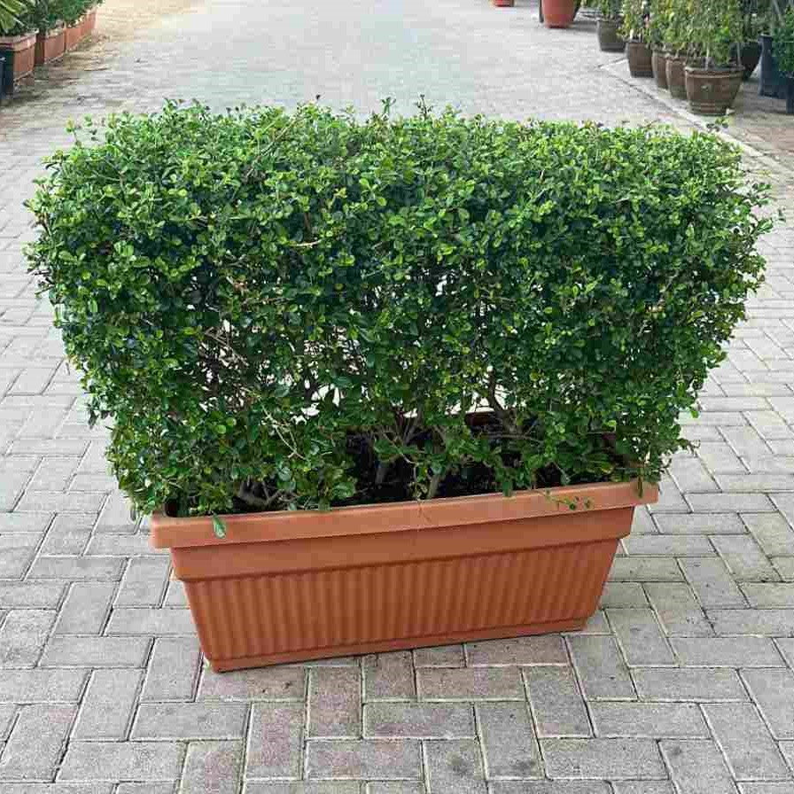 Ehretia Microphylla Buxus Wall Shaped 80x30x80cm