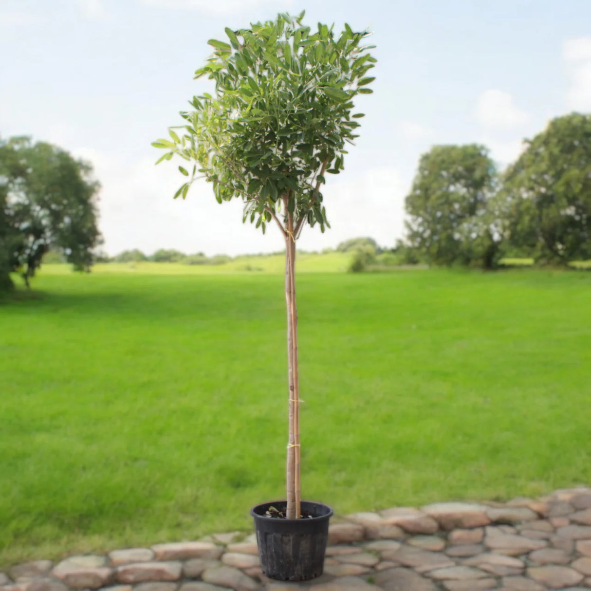 Tabebuia argentea or Golden Bell Tree
