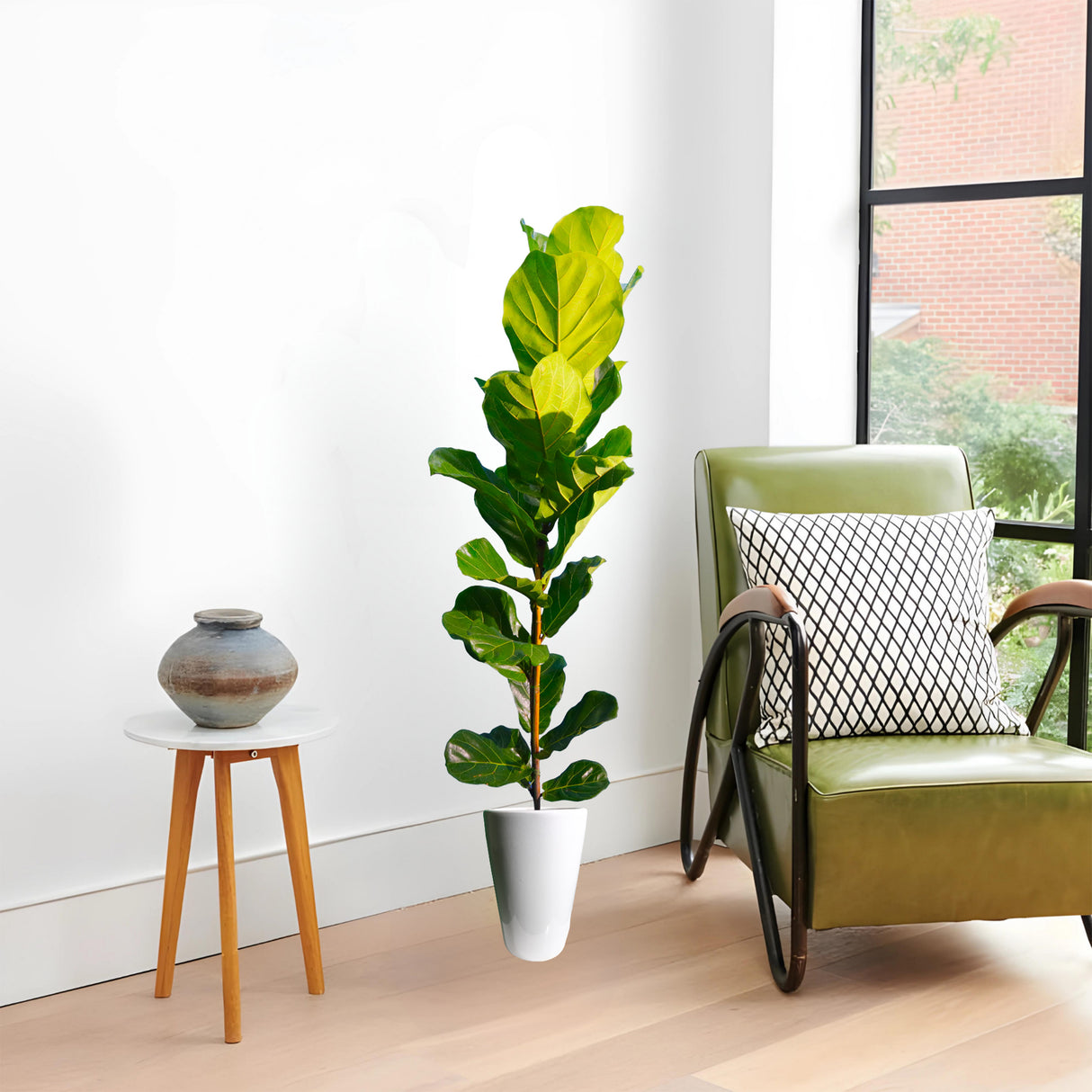 Ficus lyrata or Fiddle Leaf Fig