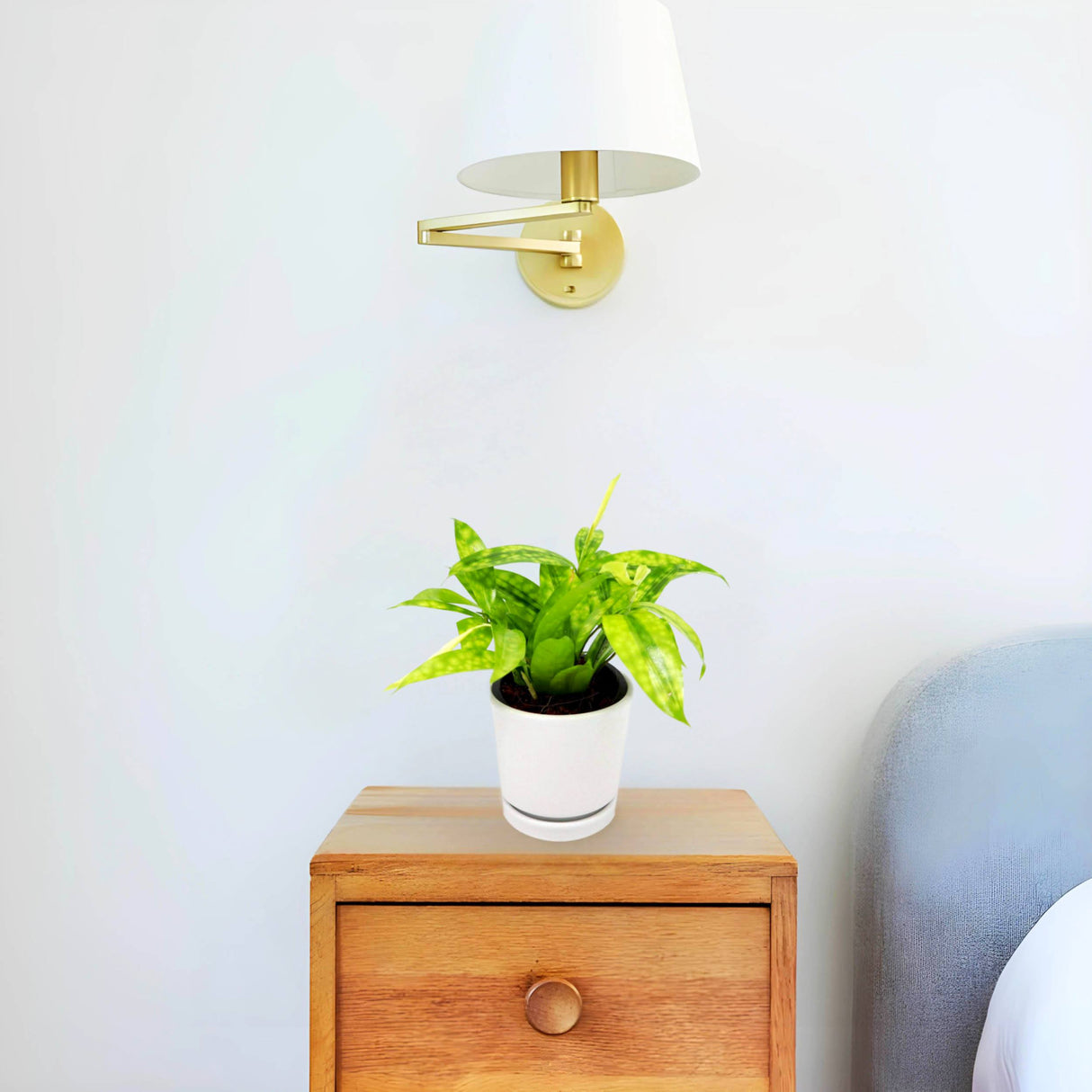 Dracaena Surculosa Aurea | Dracaena Gold Dust 15-20cm