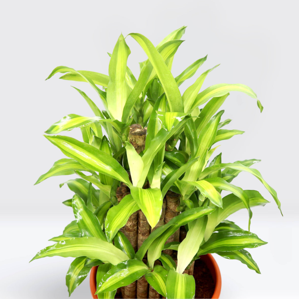 Dracaena fragrans "Massangeana 3 steps" 40-50cm