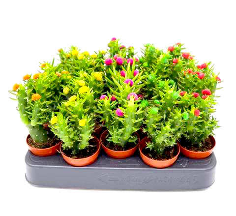 Eve's pin Cactus | Opuntia Subulata Indoor 5-8cm