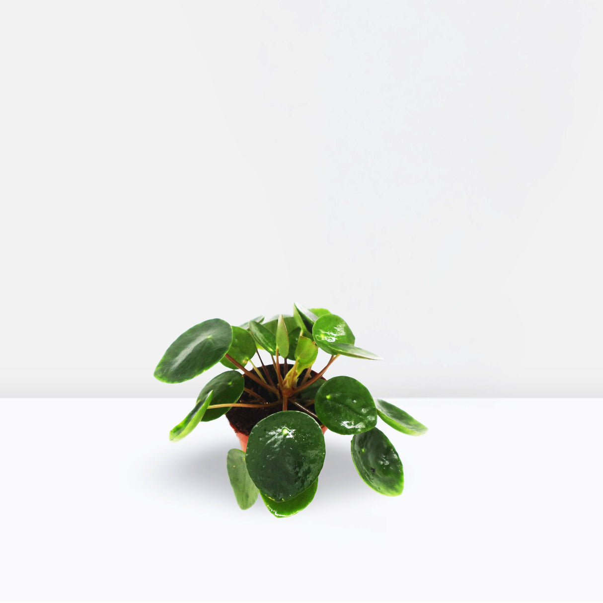 Pilea Peperomioides Mini "Chinese Money Plant"