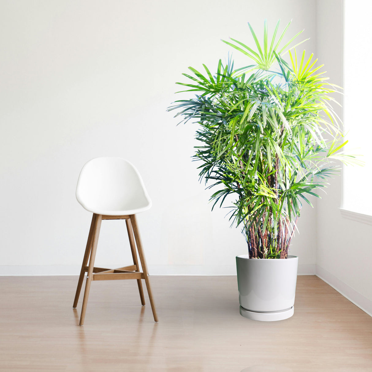 Rhapis Excelsa "Lady Palm سيدة النخيل or Miniature Fan Palm"