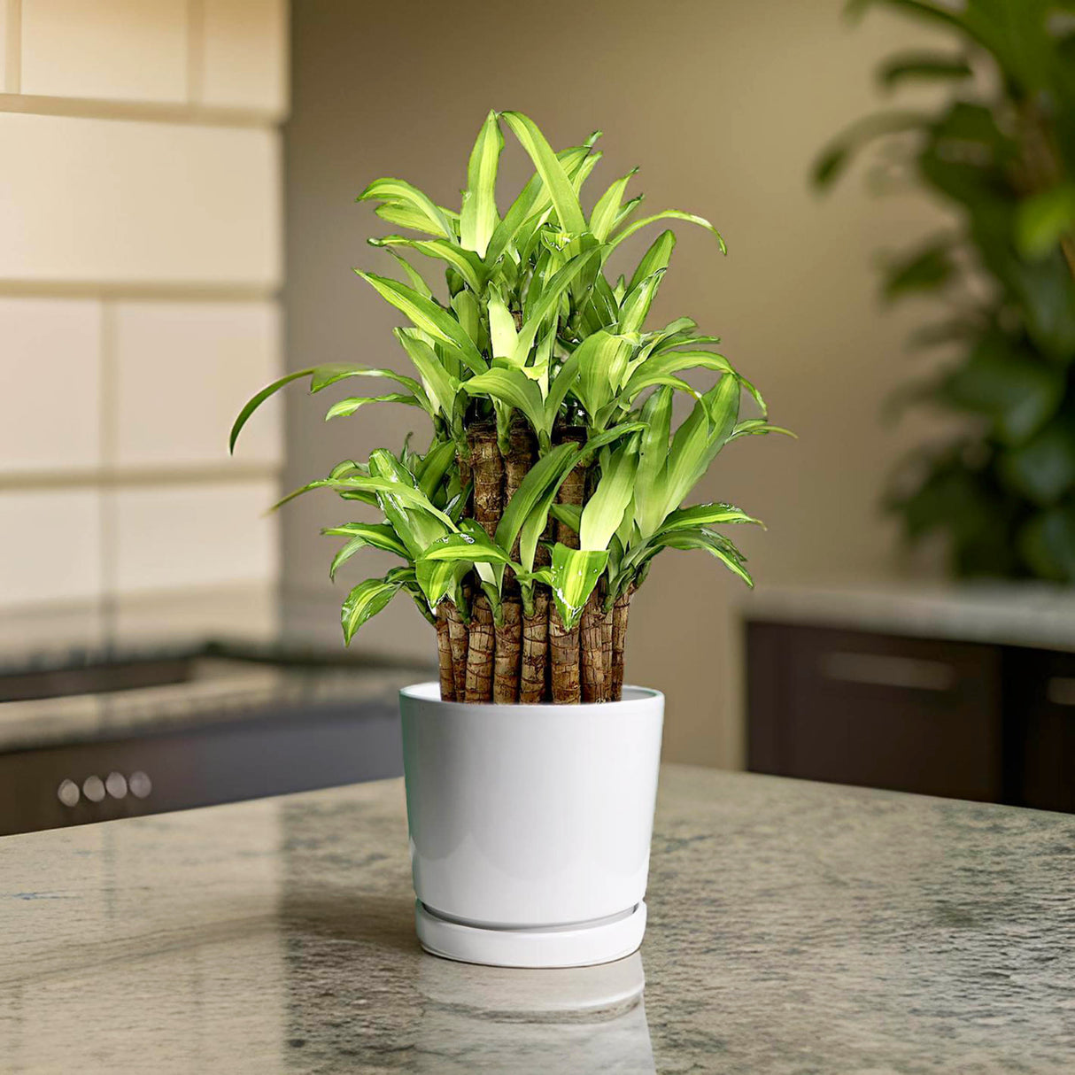 Dracaena fragrans "Massangeana 3 steps" 40-50cm