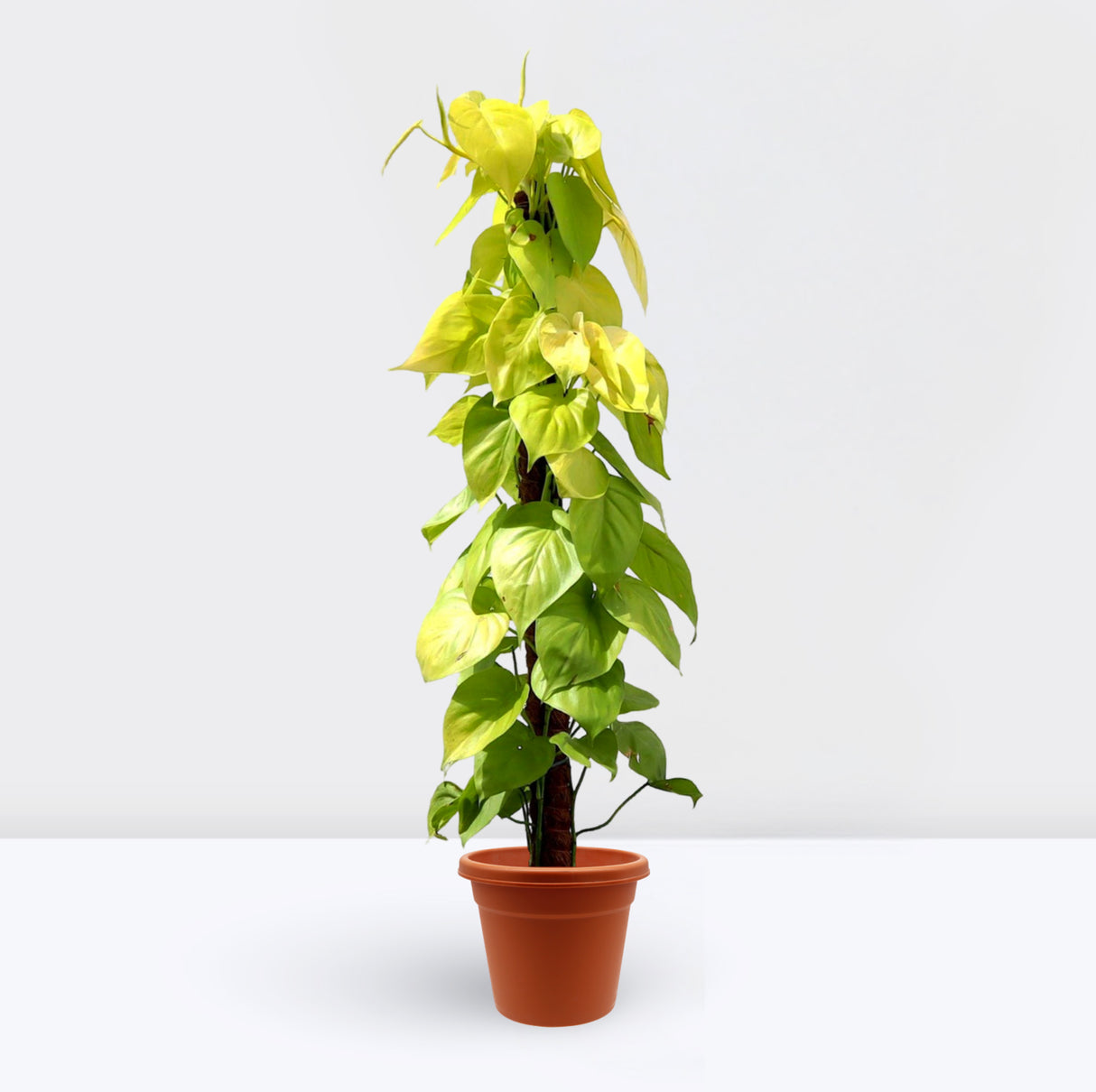 Scindapsus Golden "Golden Money Plant" 80-90cm