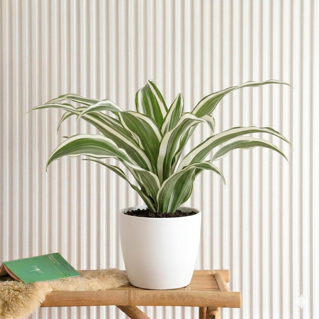 Dracaena Deremensis "Warneckii"