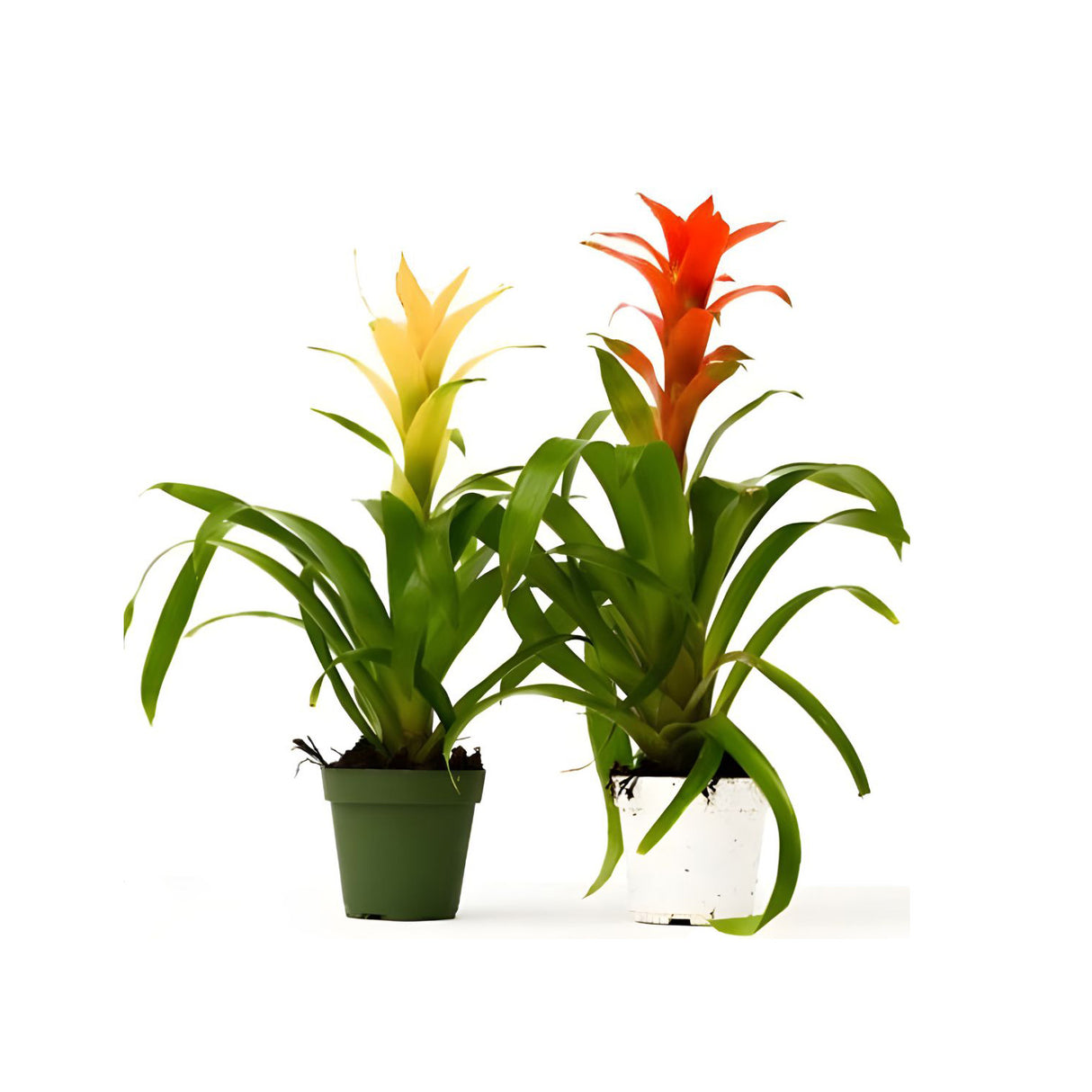 Guzmania Red and Yellow Plants or Scarlet Star