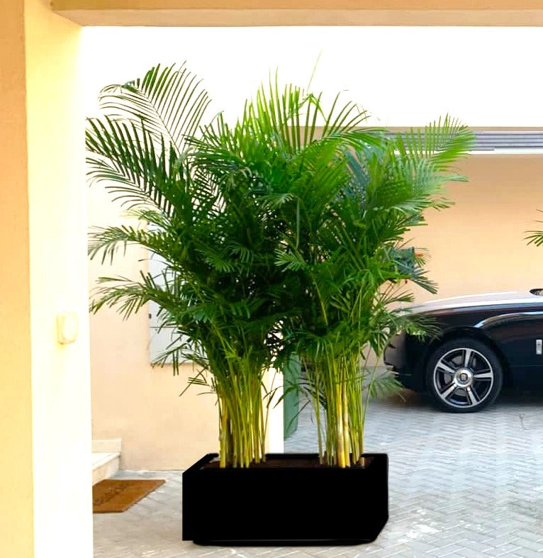 Areca Palms Outdoor In Fiber Glass Pot (GRP)(70x30x30)