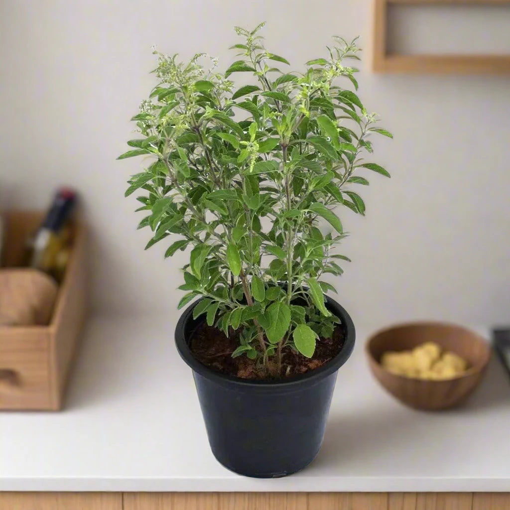 Ocimum tenuiflorum/Tulsi plant/Holy Basil