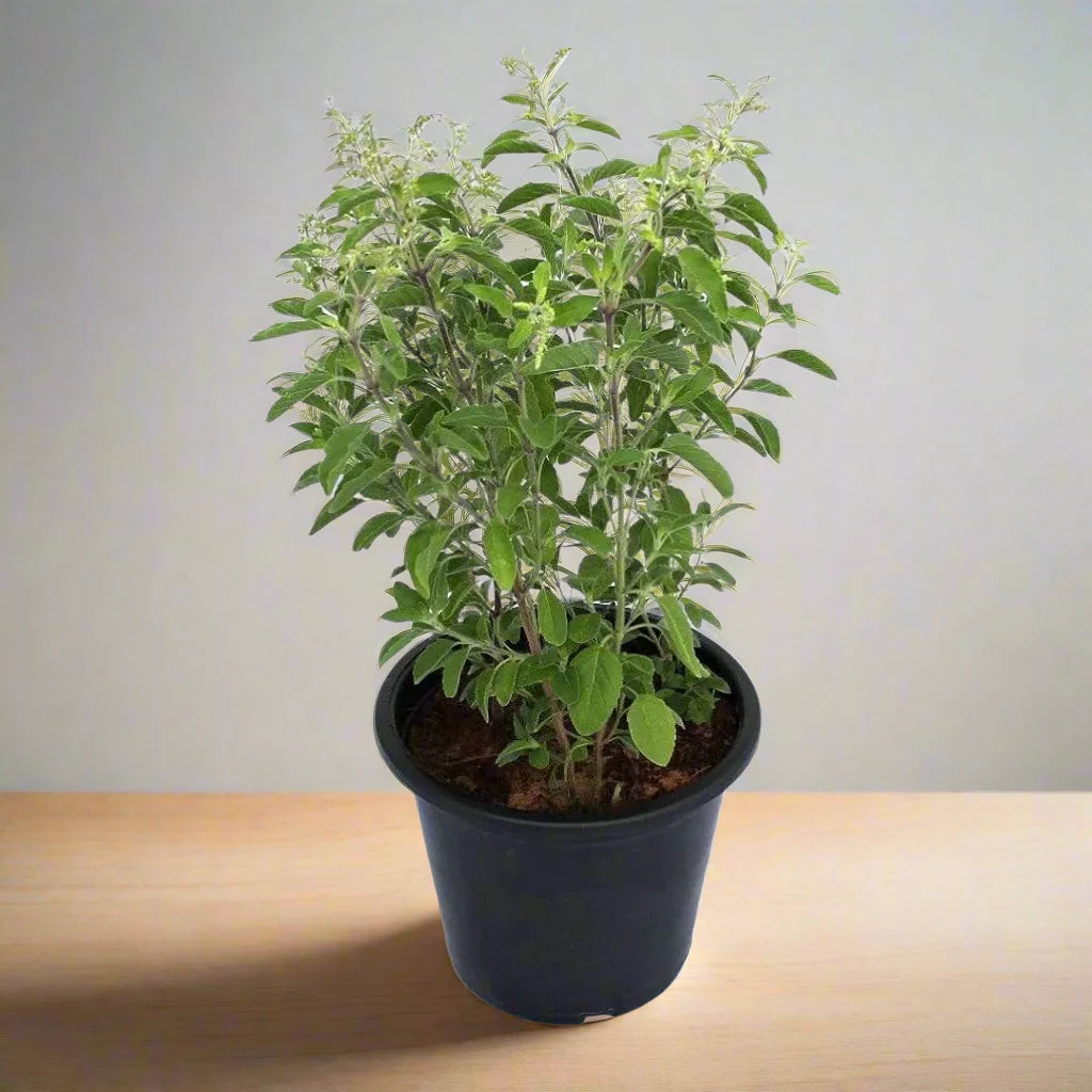 Ocimum tenuiflorum/Tulsi plant/Holy Basil