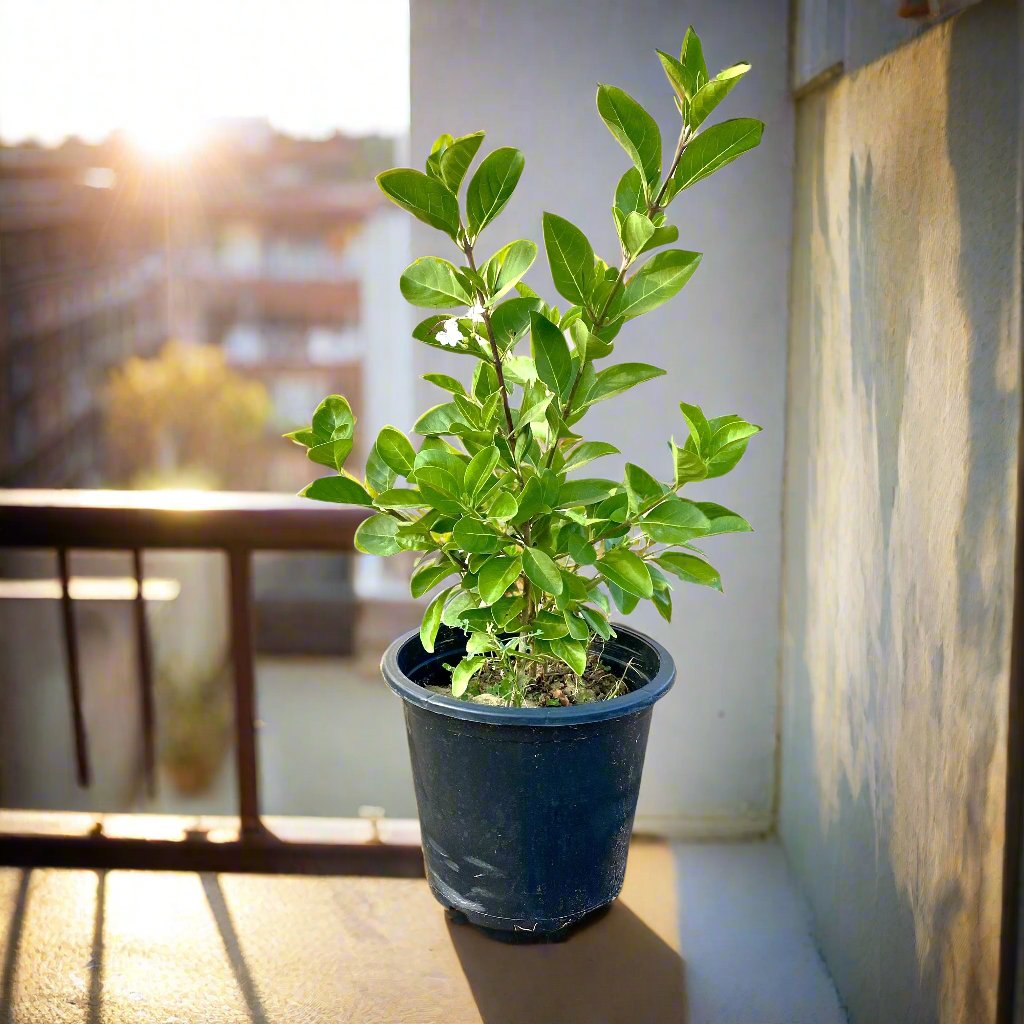 Clerodendrum inerme (Wild Jasmine)