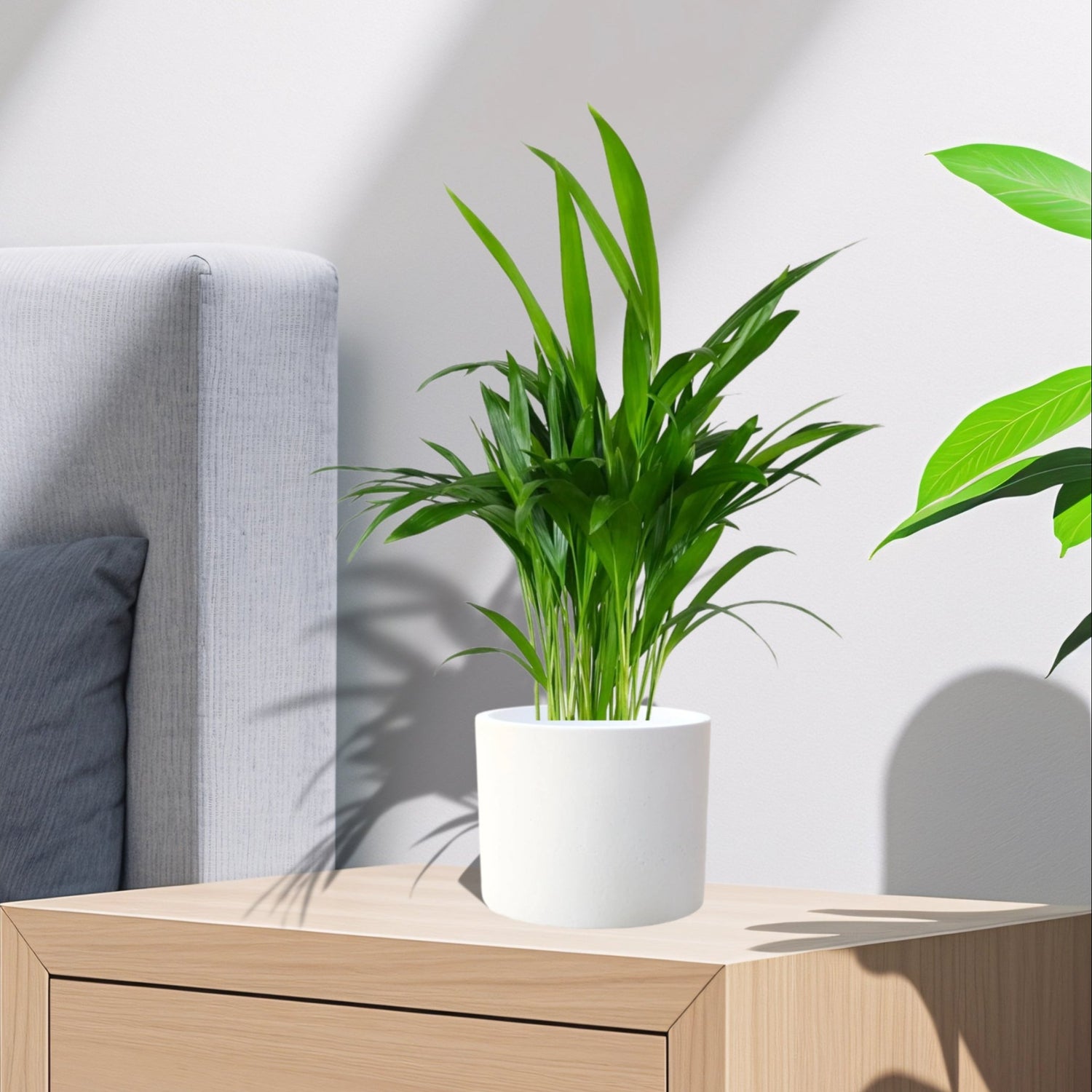 Chrysalidocarpus lutescens or Areca Palm Holland