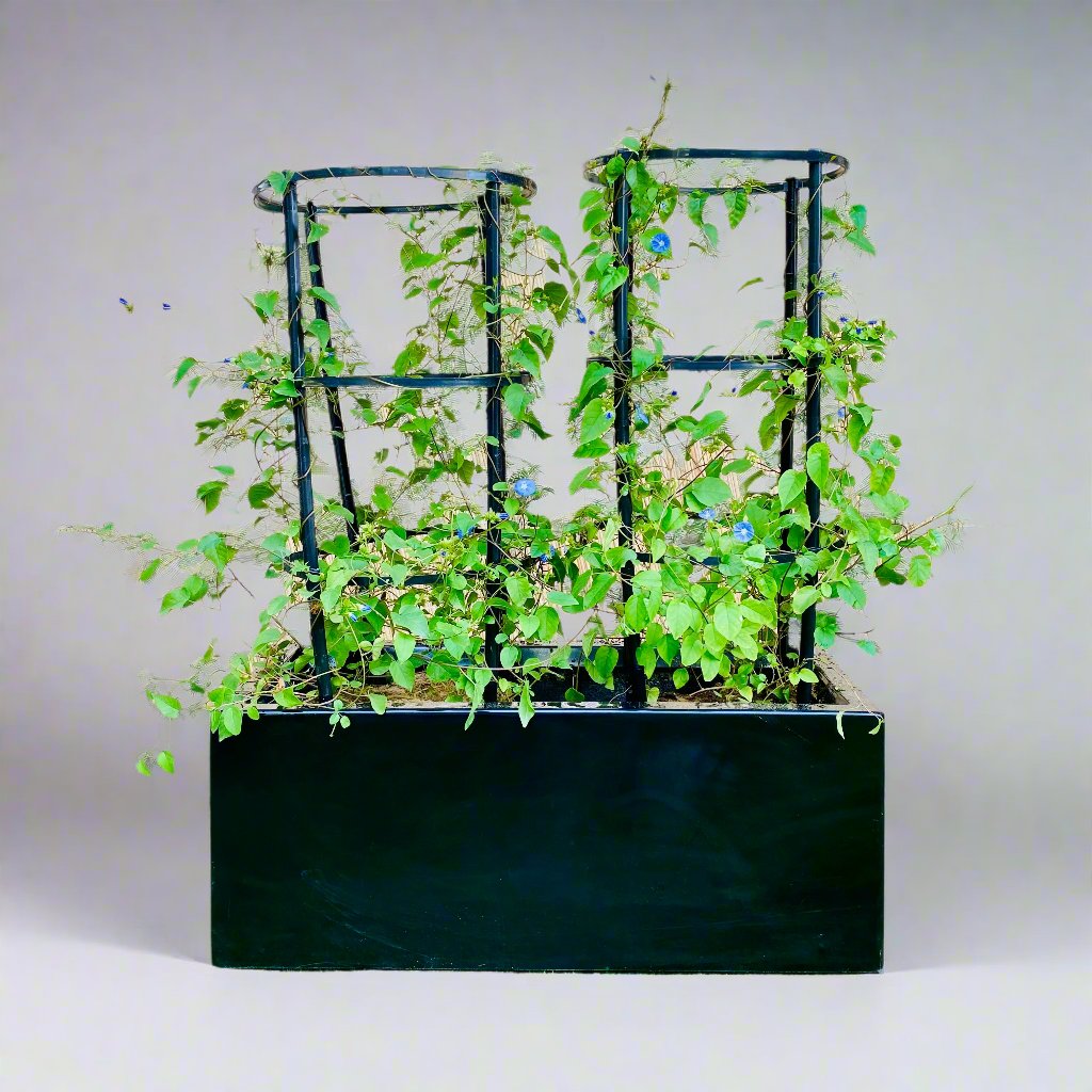 Jacquemontia Pentantha Duo "Sky Blue Cluster Vine" in Grp Pot (70x30x30)