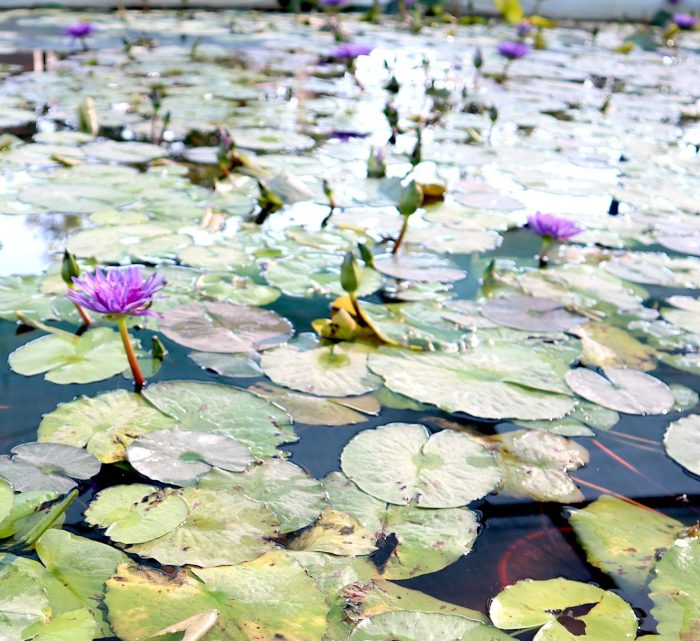 Water Lily Nymphaea "King of Siam"