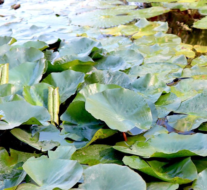 Water Lily Nymphaea mexicana "Yellow"