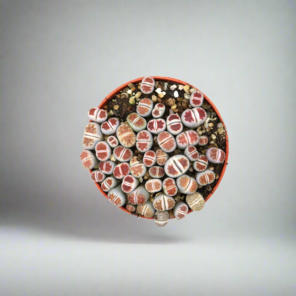 Lithops sp "Living Stones" 8-10cm
