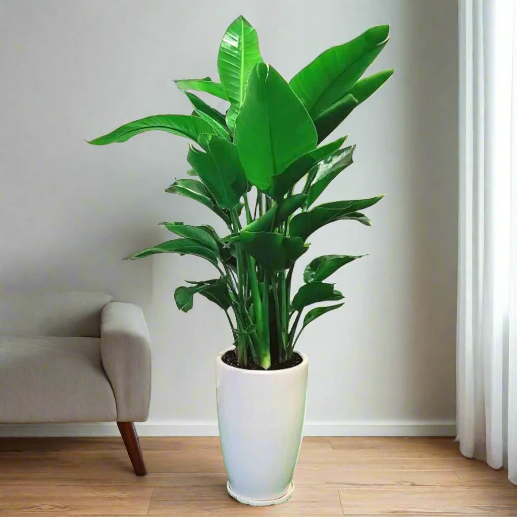 Strelitzia Nicolai or Bird of Paradise طائر الجنة