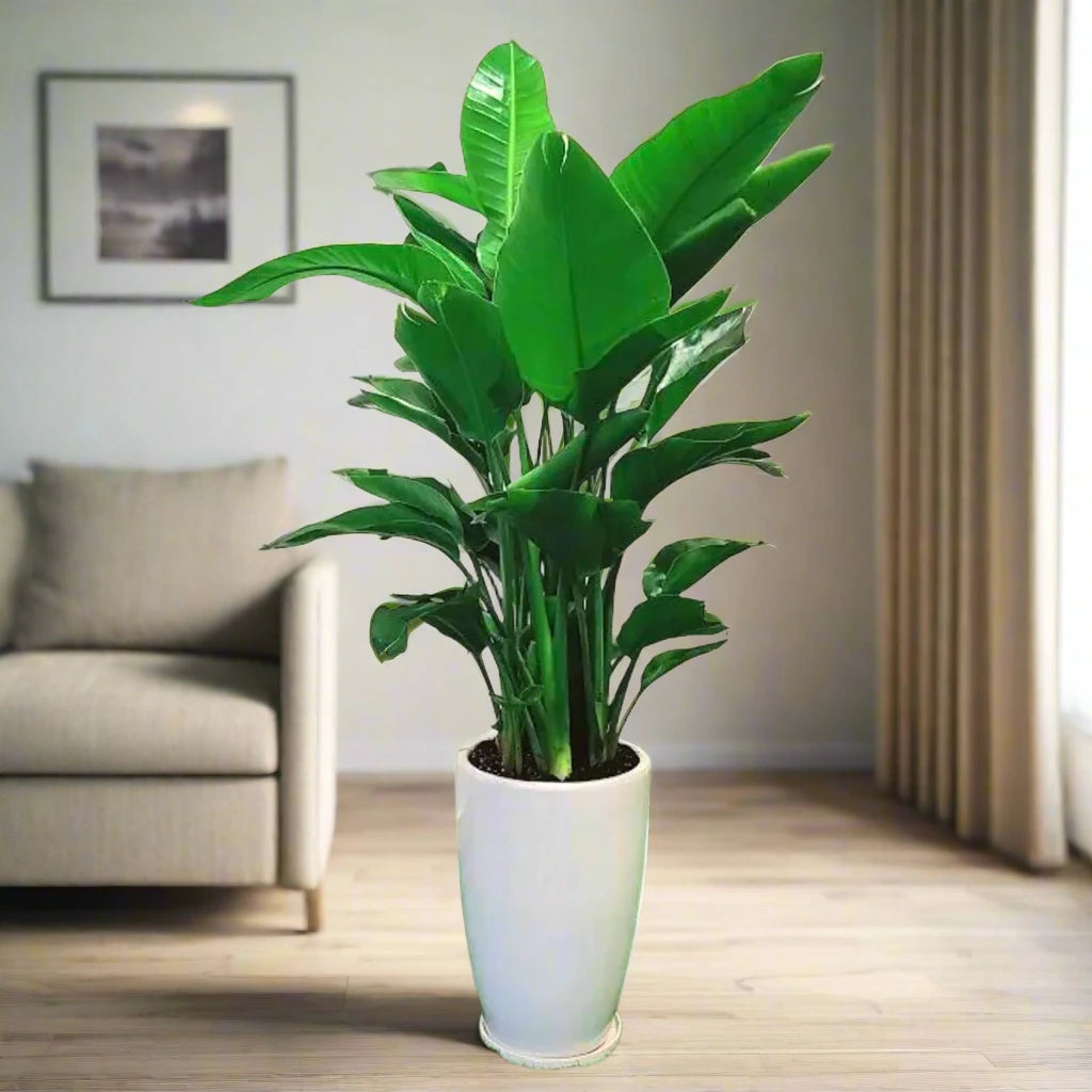 Strelitzia Nicolai or Bird of Paradise طائر الجنة