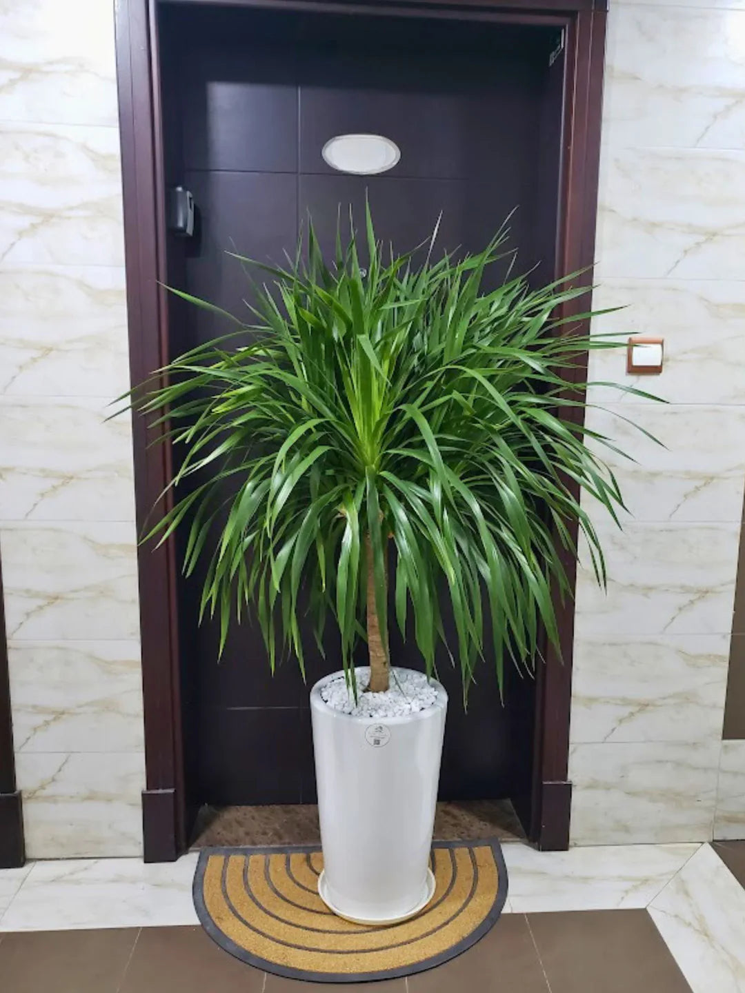 Multi-Head Dracaena: The 'Beast'iful Attention-Grabber