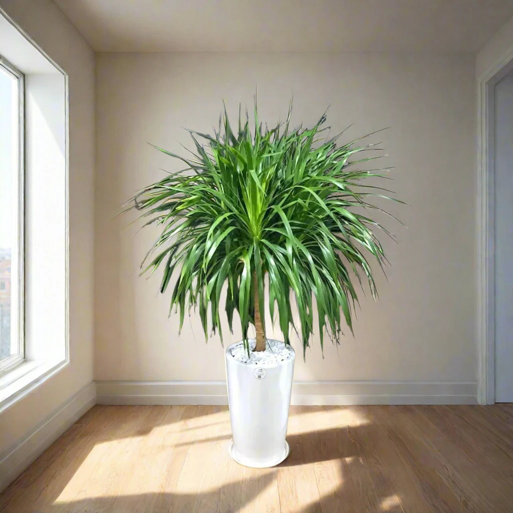 Multi-Head Dracaena: The 'Beast'iful Attention-Grabber