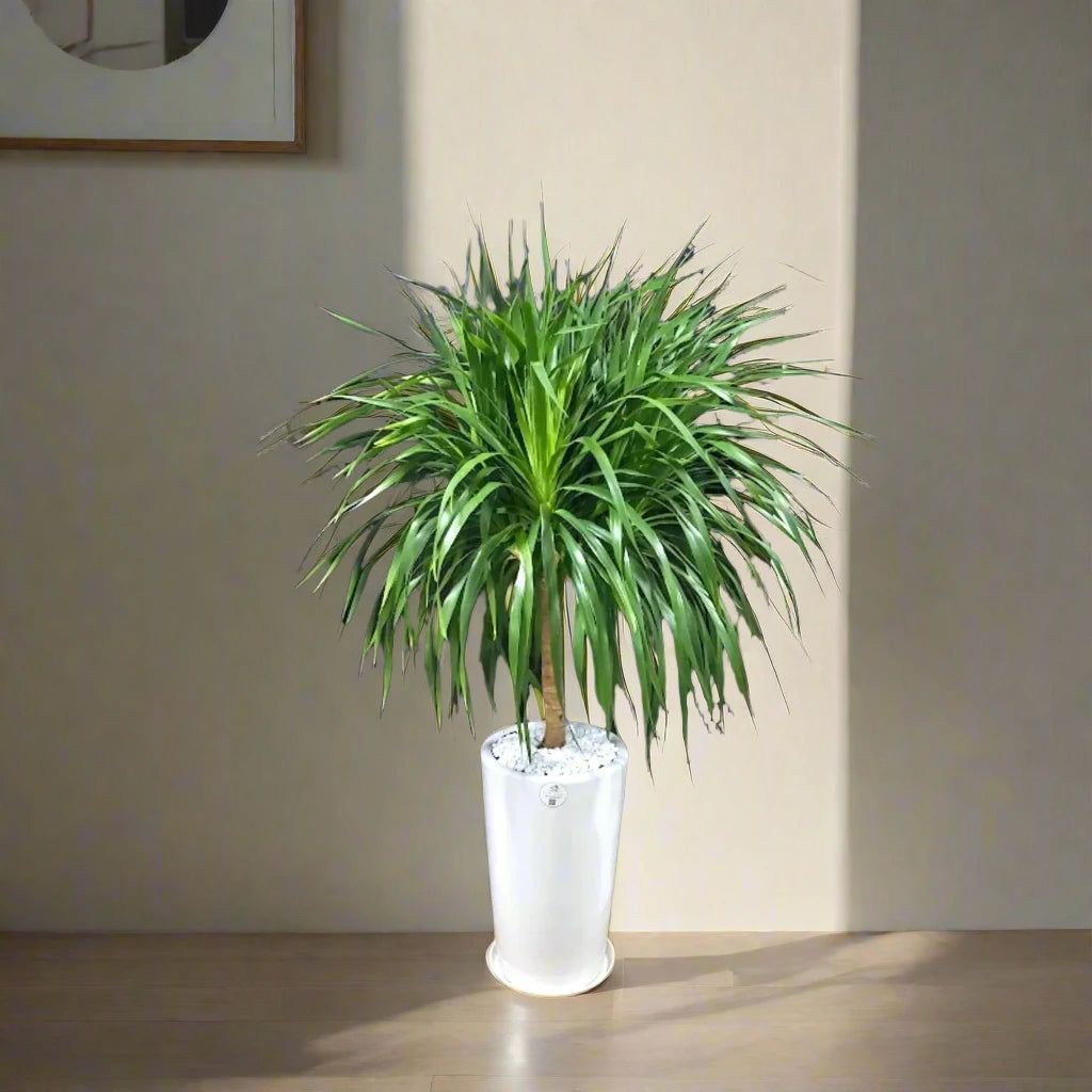 Multi-Head Dracaena: The 'Beast'iful Attention-Grabber