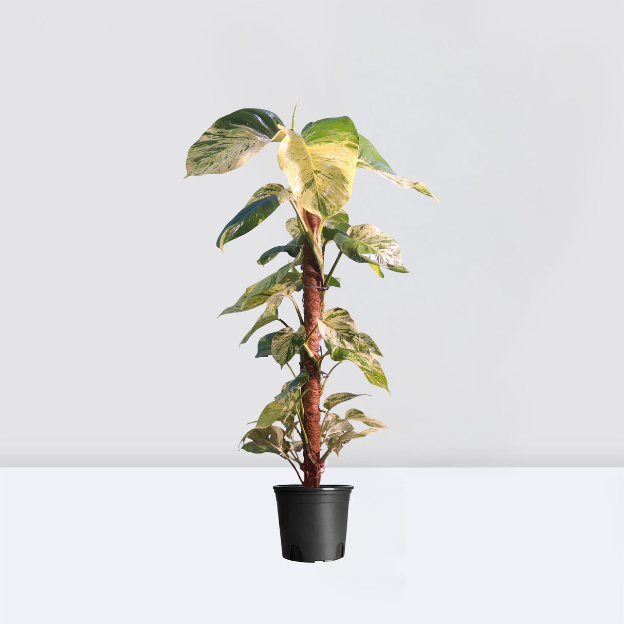 Scindapsus Marble Queen or Money Plant or Epipremnum aureum كرمة المال Success