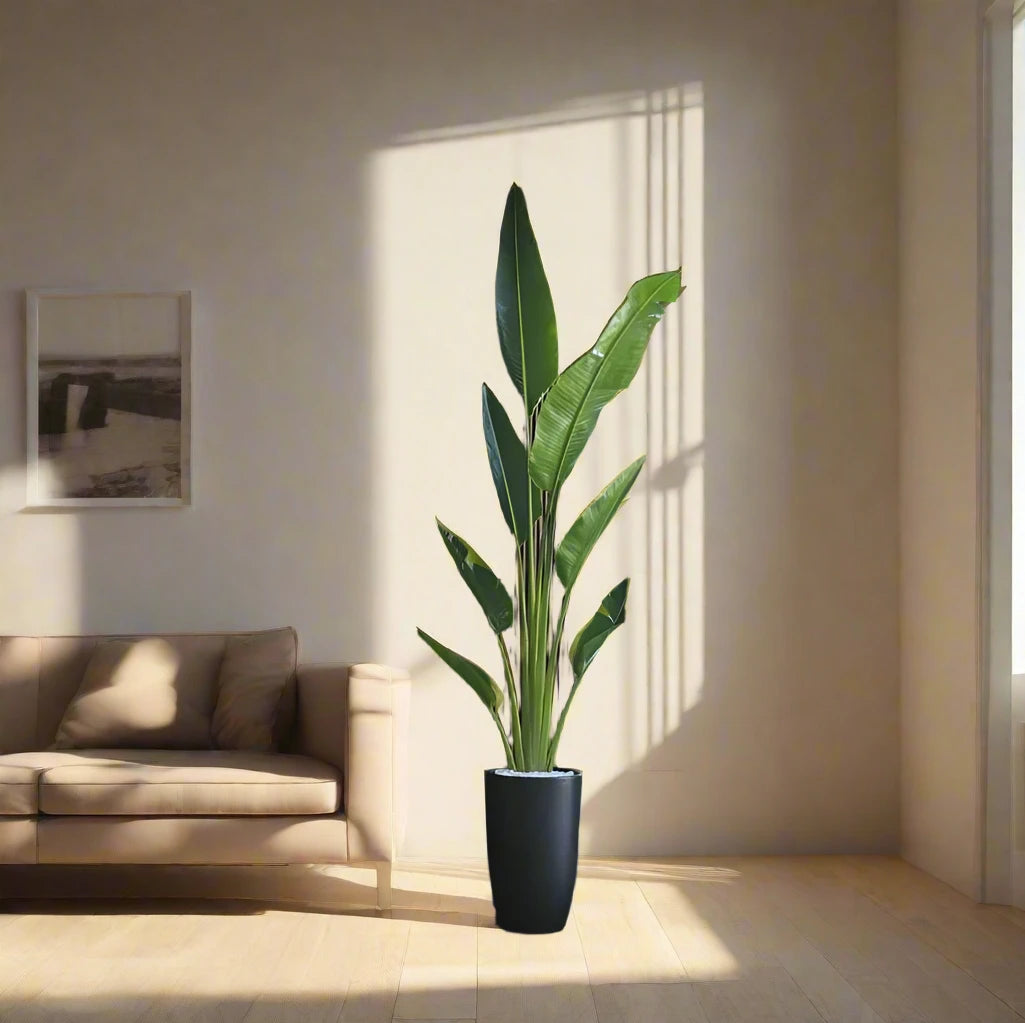 Office Plant Travellers Palm Big 2.5-3m in Ceramic Pot