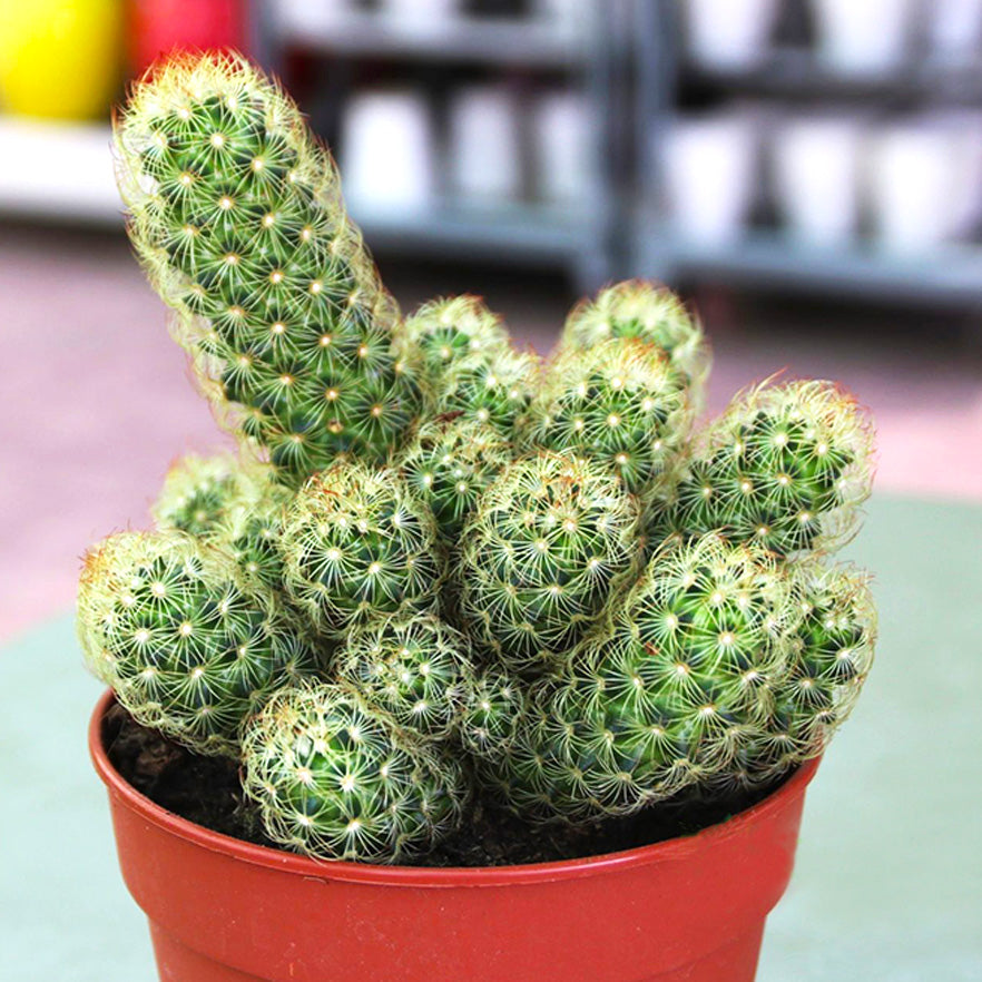 Ornamental Cactus 7 - 15cm