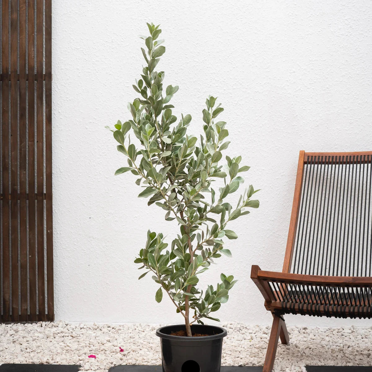 Conocarpus erectus, Silver Leaf, Silver buttonwood