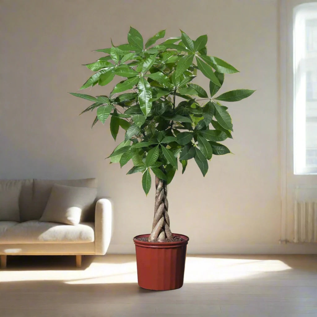 Pachira aquatica, Money Tree "Twisted Trunk" 130 - 150cm شجرة المال