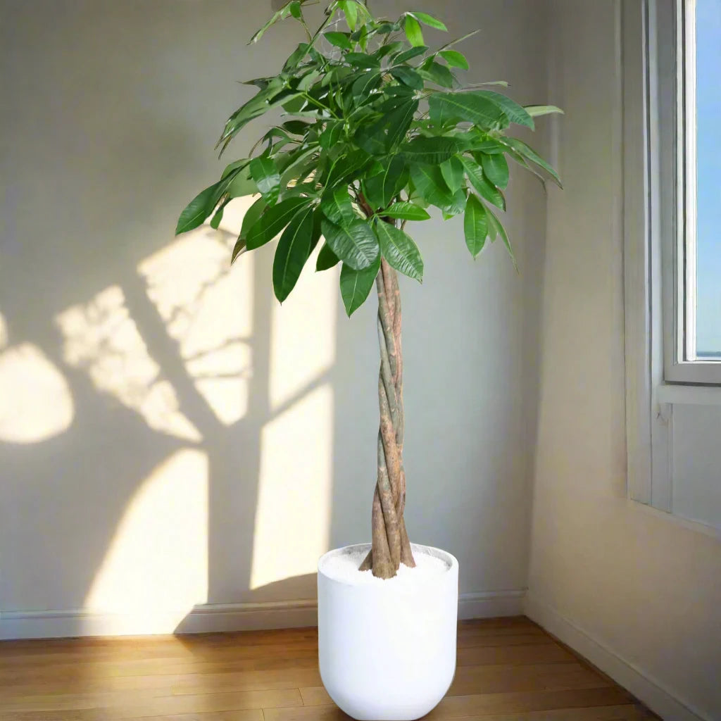 Pachira aquatica, Money Tree "Twisted Trunk" 130 - 150cm شجرة المال