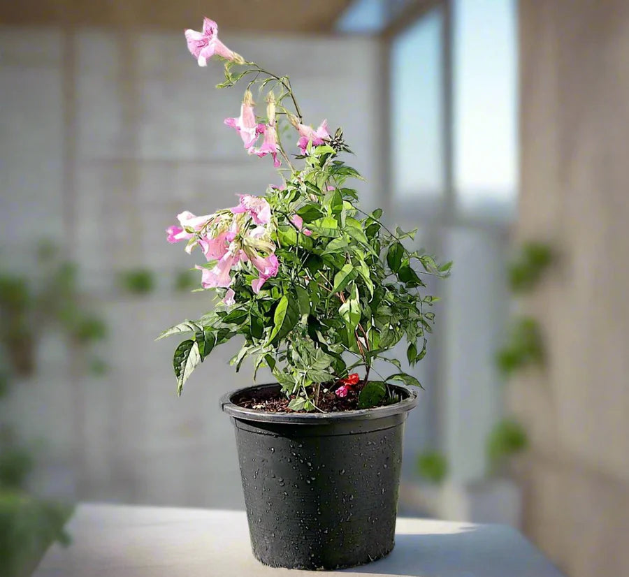 Pink Trumpet Vine "Podranea Ricasoliana" 0.4-0.5m