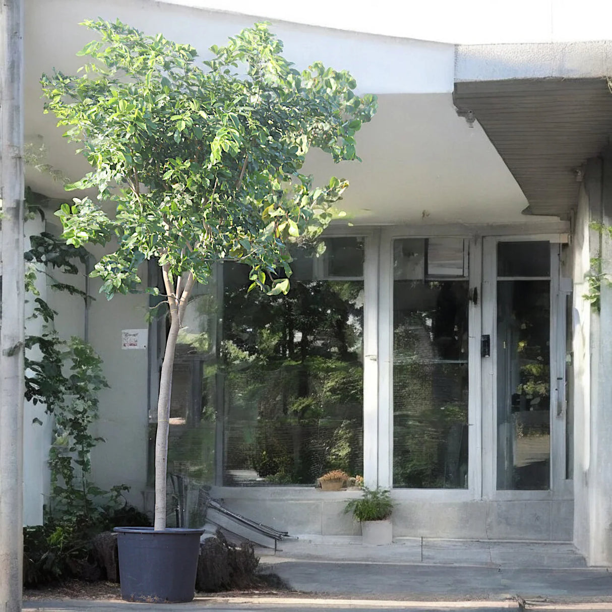 Pongamia glabra or Pongame oil Tree