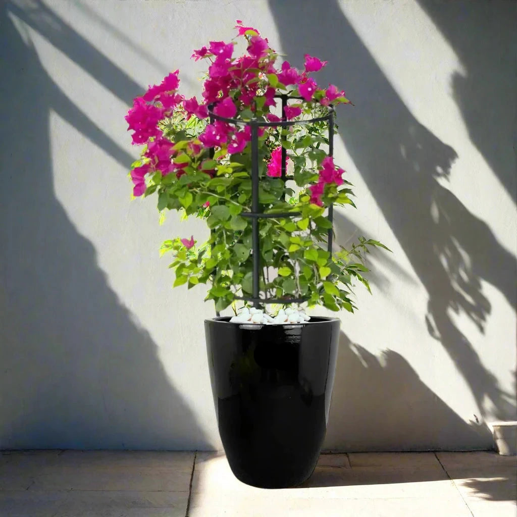 Bougainvillea In Black Ceramic Pot
