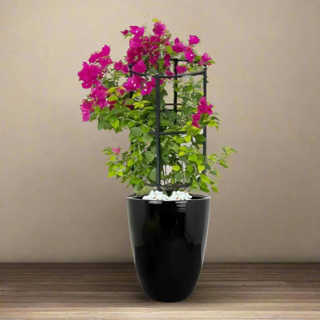 Bougainvillea In Black Ceramic Pot