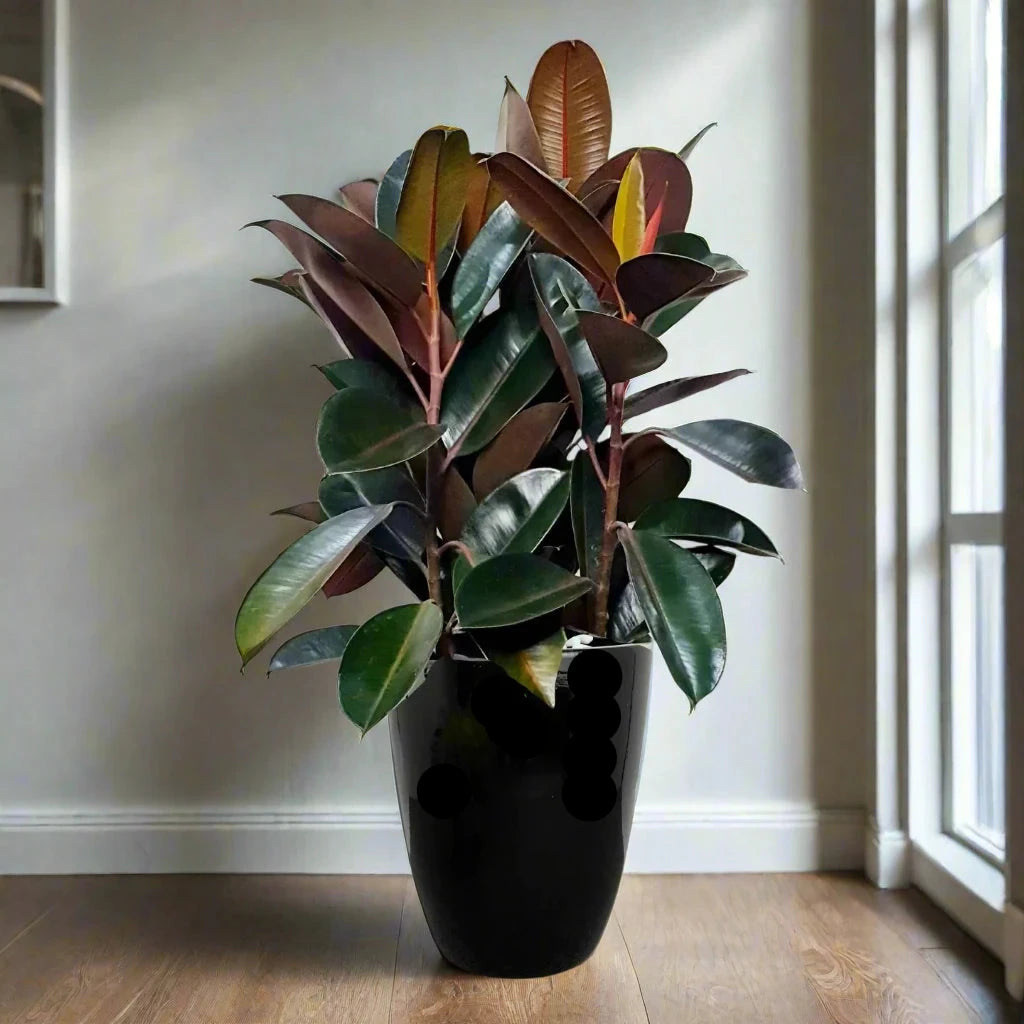 Rubber Plant In Black Ceramic Pot Holland 80-100cm