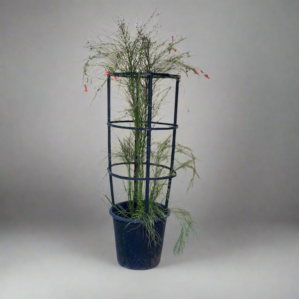 Russelia equisetiformis "Coral Plant, Firecracker Plant" 0.7-0.9m