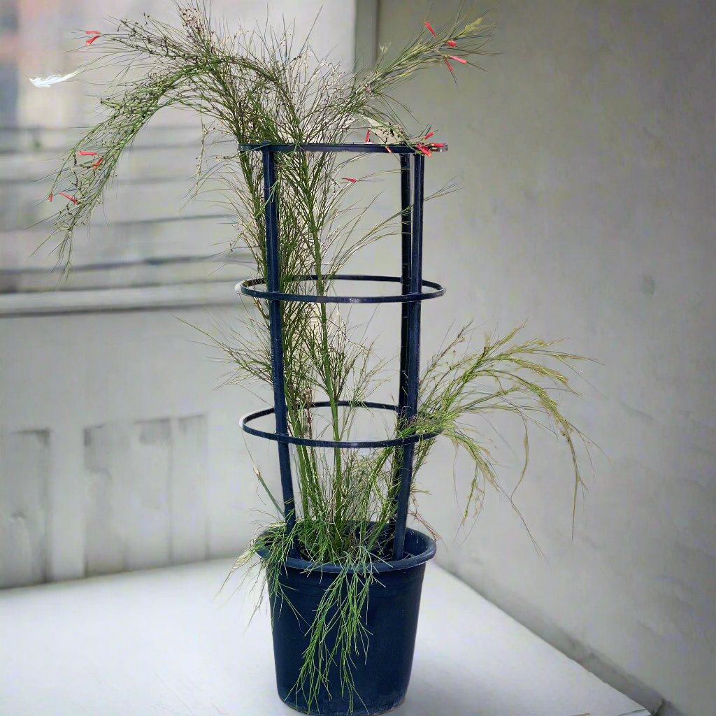 Russelia equisetiformis "Coral Plant, Firecracker Plant" 0.7-0.9m