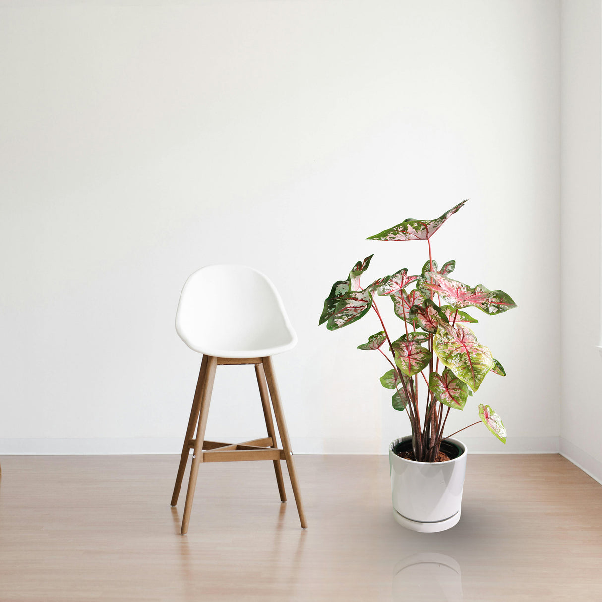 Caladiums or Angel Wings "Assorted" 40 - 60 cm "Top Quality Indoor Plants"