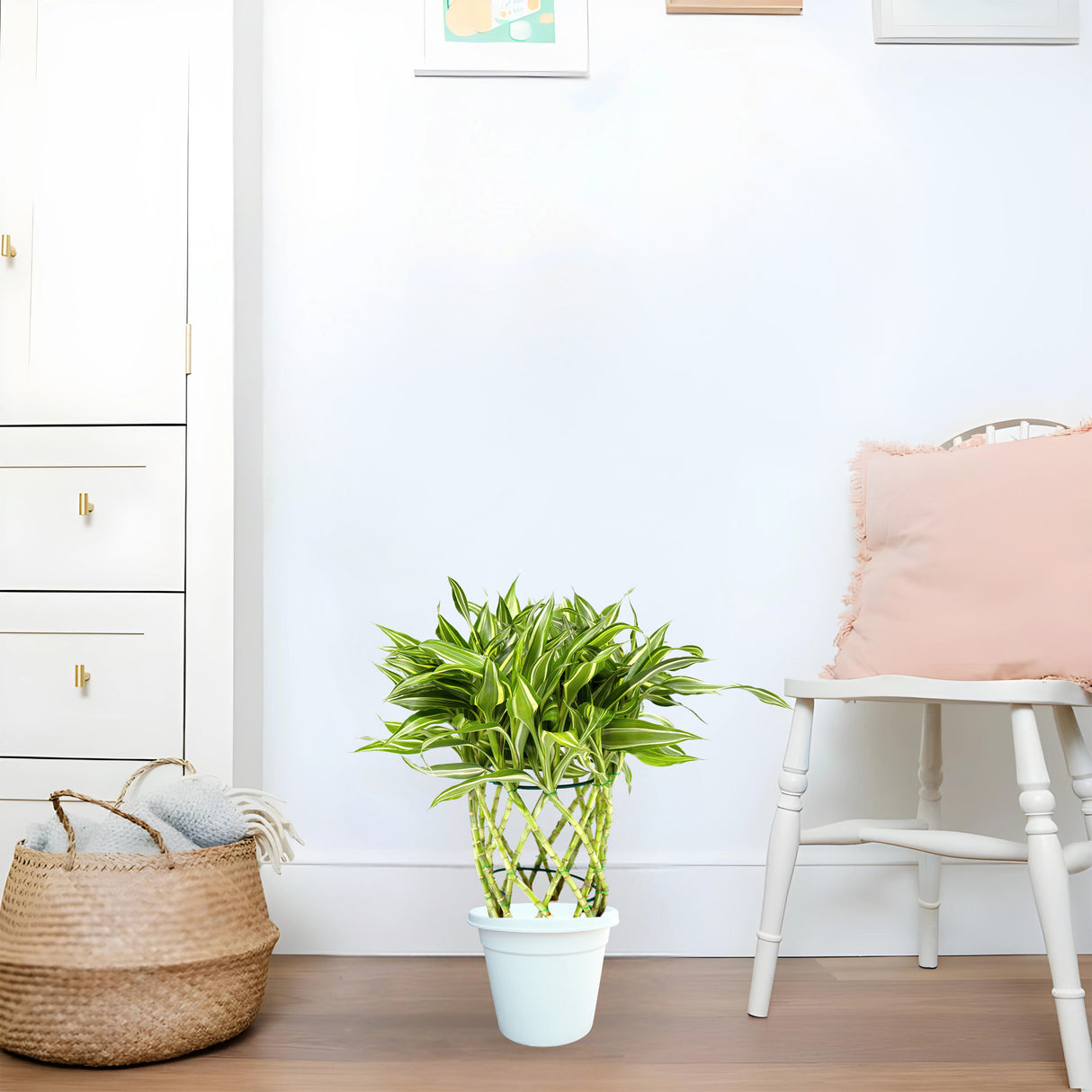 Dracaena Sanderiana | Ribbon Dracaena