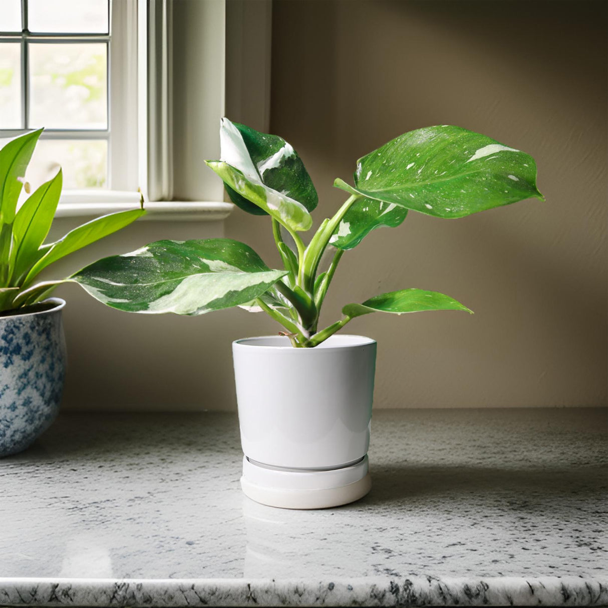 Philodendron White Princess