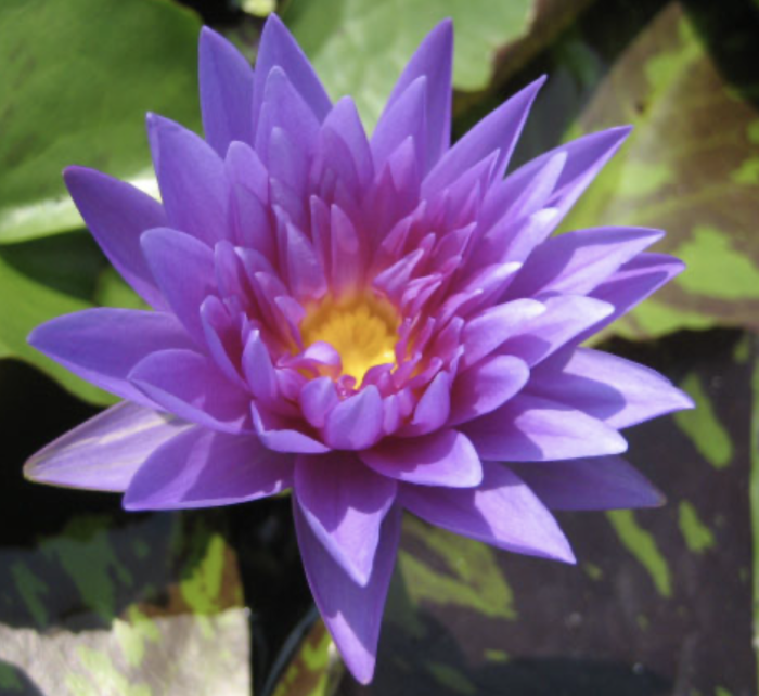 Water Lily Nymphaea "King of Siam"