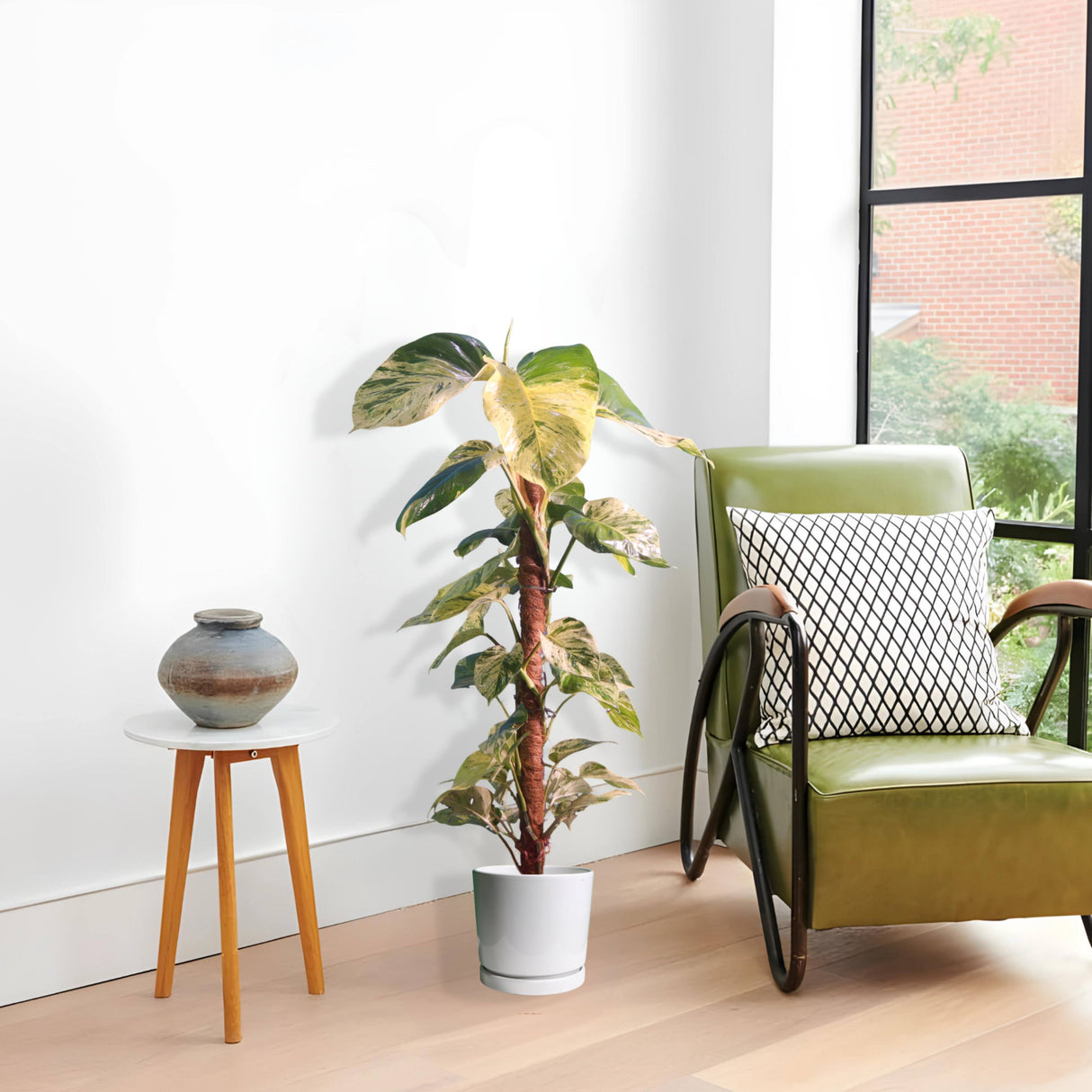 Scindapsus Marble Queen or Money Plant or Epipremnum aureum كرمة المال Success