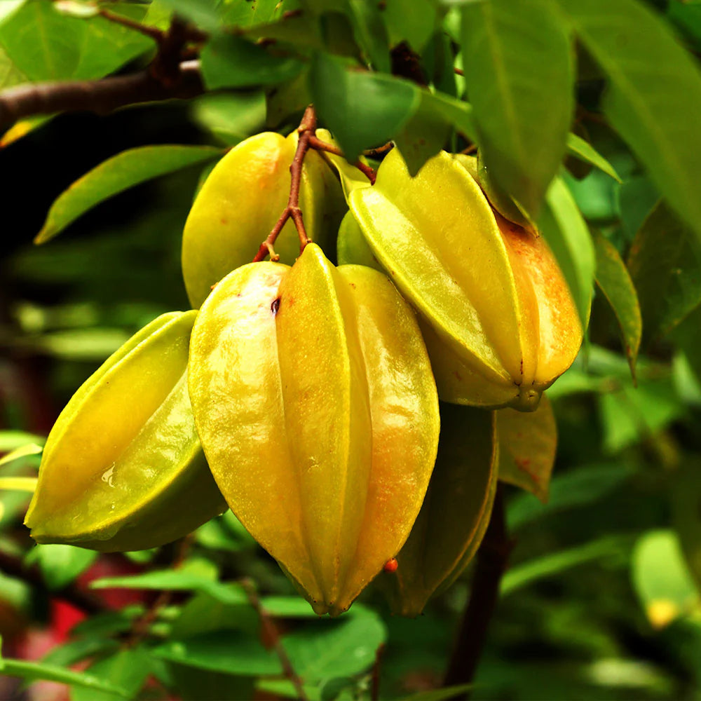 Star Fruit Plant 1.2-1.5m