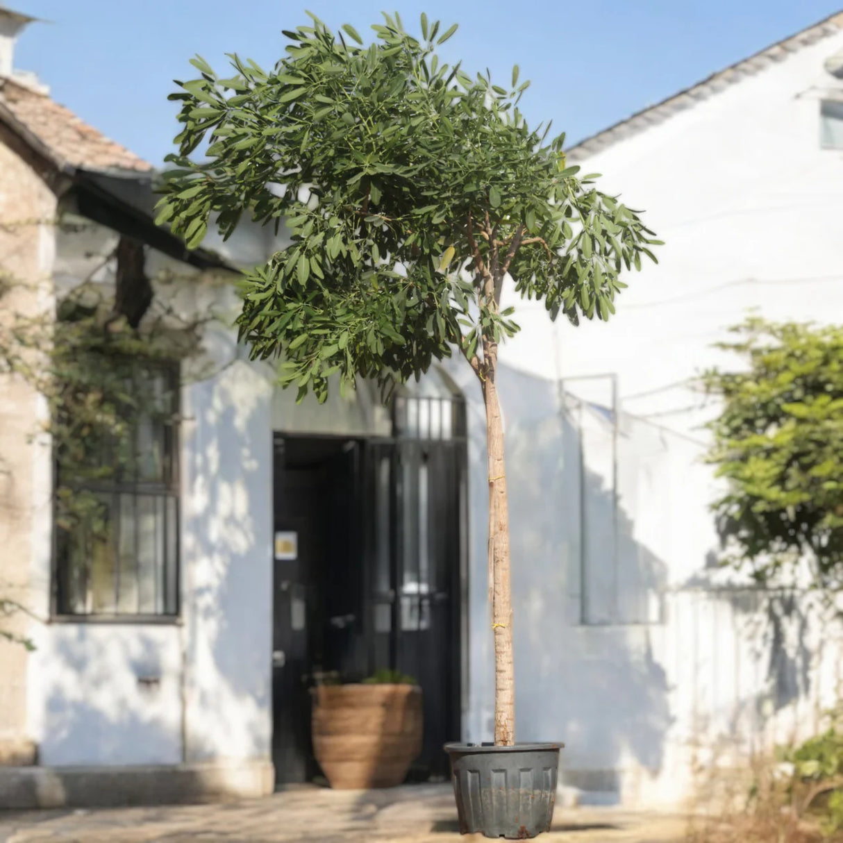 Tabebuia argentea or Golden Bell Tree