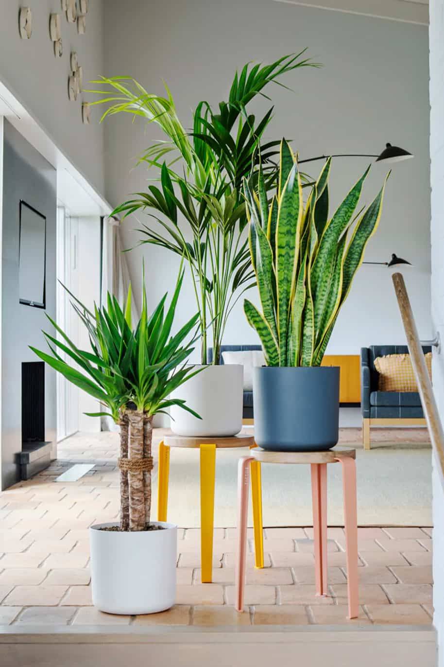 Tall Plants Bundle