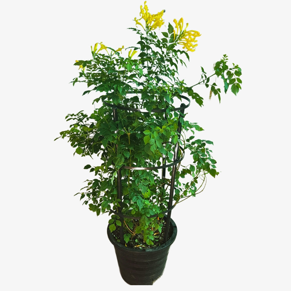 Tecoma stans or Yellow Bells